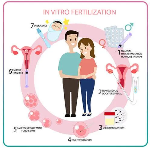 Read more about the article Understanding IVF: A Comprehensive Guide to In Vitro Fertilization